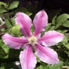 Clematis 'Dr.Ruppel' 2 Clematis 'Dr.Ruppel' -Giardino 24 waldrebe dr ruppel 1280x1280