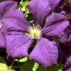 Clematis Viticella 'Etoile Violette' 1 Clematis Viticella 'Etoile Violette' -Giardino 24 waldrebe etoile violette 1280x1280