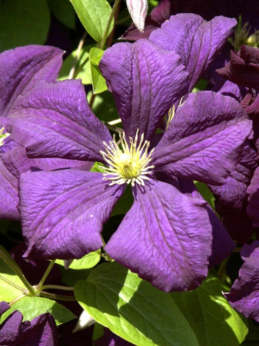 Clematis Viticella 'Etoile Violette' 3 Clematis Viticella 'Etoile Violette'
