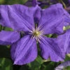 Clematis Jackmanii 1 Clematis Jackmanii -Giardino 24 waldrebe jackmanii 1280x1280