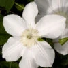 Clematis 'Madame Le Coultre' 1 Clematis 'Madame Le Coultre' -Giardino 24 waldrebe madame le coulte 1280x1280