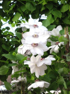 Clematis 'Miss Bateman'