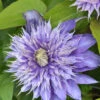 Clematis 'Multi Blue' 1 Clematis 'Multi Blue' -Giardino 24 waldrebe multi blue 1280x1280