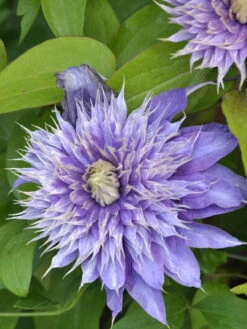 Clematis 'Multi Blue'