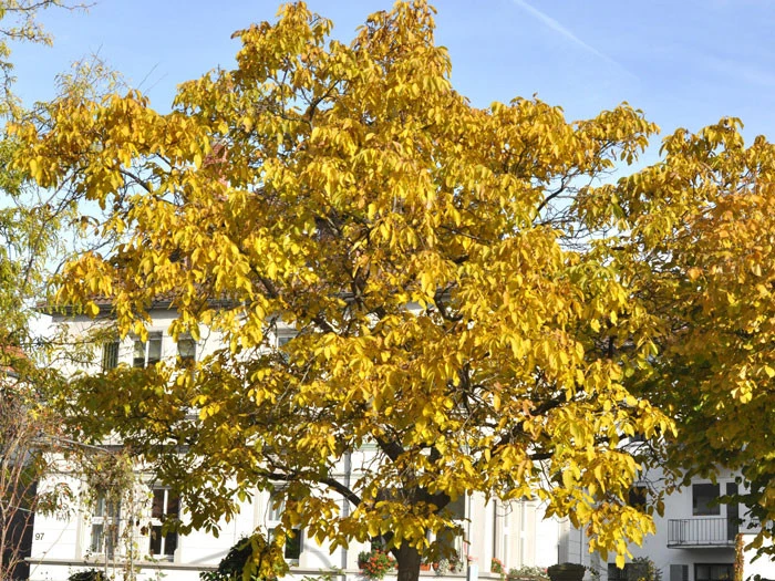 Juglans Regia, Walnuss-Sämling 4 Juglans Regia, Walnuss-Sämling – Bild 2