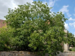 Juglans Regia, Walnuss-Sämling 10 Juglans Regia, Walnuss-Sämling -Giardino 24 walnuss juglans regia 1 1280x1280