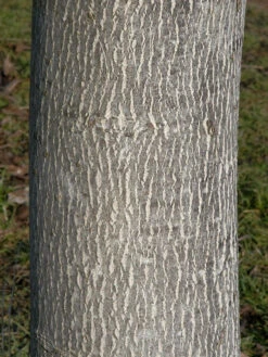 Juglans Regia, Walnuss-Sämling 11 Juglans Regia, Walnuss-Sämling -Giardino 24 walnuss juglans regia 3 1280x1280