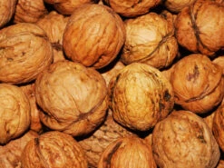 Juglans Regia, Walnuss-Sämling 12 Juglans Regia, Walnuss-Sämling -Giardino 24 walnuss juglans regia 4 1280x1280