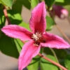 Clematis Texensis 'Princess Diana' 2 Clematis Texensis 'Princess Diana' -Giardino 24 walrebe princess diana 1280x1280