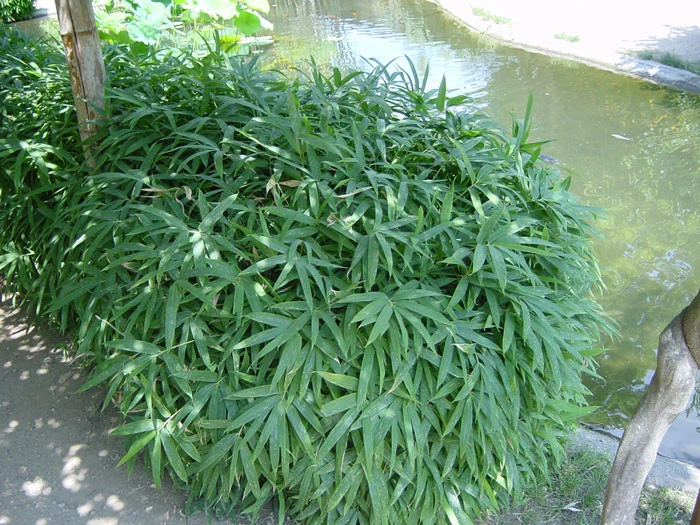 Pleioblastus Viridistriatus 'Vagans' (Sasaella Ramosa), Weichblättriger Zwergbambus 5 Pleioblastus Viridistriatus 'Vagans' (Sasaella Ramosa), Weichblättriger Zwergbambus – Bild 3