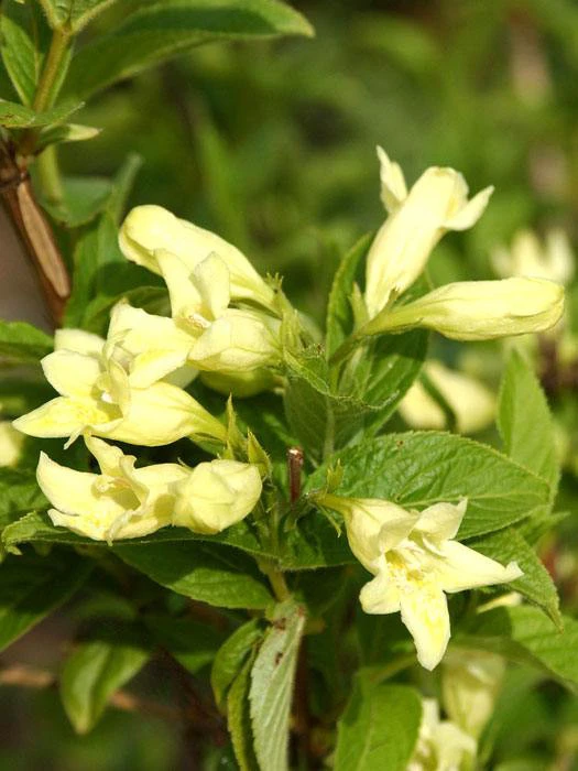 Weigela Middendorffiana, Gold-Weigelie 3 Weigela Middendorffiana, Gold-Weigelie