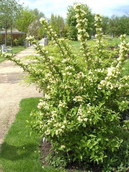 Weigela Middendorffiana, Gold-Weigelie 4 Weigela Middendorffiana, Gold-Weigelie – Bild 2