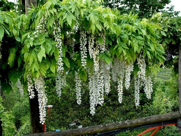 Wisteria Floribunda 'Longissima Alba', Blauregen 4 Wisteria Floribunda 'Longissima Alba', Blauregen – Bild 2