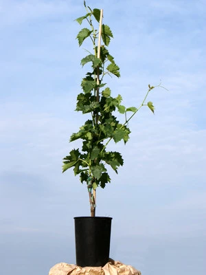 Tafel- Und Weintraube Weißer Gutedel 4 Tafel- Und Weintraube Weißer Gutedel – Bild 2