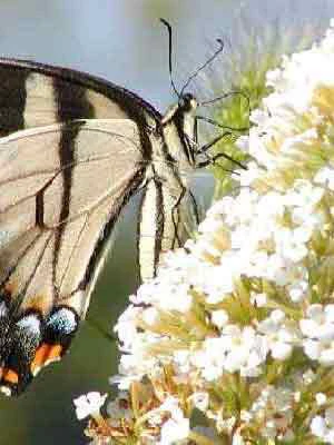 Stauden-Sortiment Für Den Weißen Garten 5 Sorten (12 Pflanzen) 3 Stauden-Sortiment Für Den Weißen Garten 5 Sorten (12 Pflanzen)