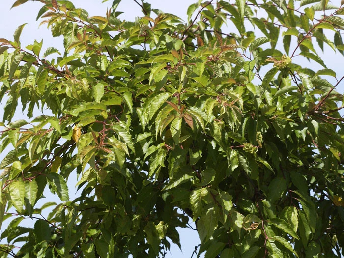 Prunus Subhirtella 'Autumnalis', Schneekirsche 5 Prunus Subhirtella 'Autumnalis', Schneekirsche – Bild 3