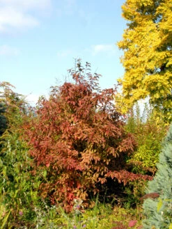 Viburnum Bodnantense 'Dawn', Winterschneeball 7 Viburnum Bodnantense 'Dawn', Winterschneeball -Giardino 24 winterschneeball 1280x1280