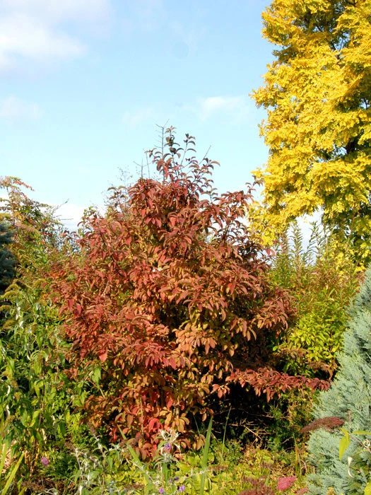 Viburnum Bodnantense 'Dawn', Winterschneeball 5 Viburnum Bodnantense 'Dawn', Winterschneeball – Bild 3