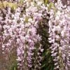 Wisteria Floribunda 'Rosea', Blauregen -Giardino 24 wisteria rosea 1280x1280