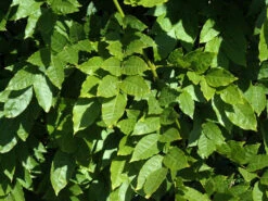 Wisteria Sinensis, Chinesischer Blauregen -Giardino 24 wisteria sinensis blatt 1280x1280