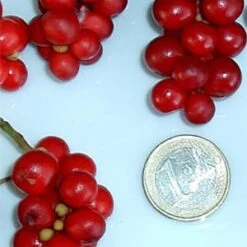 Chinesische Vitalbeere ® Wu Wei Zi 8 Chinesische Vitalbeere ® Wu Wei Zi -Giardino 24 wu wei zie beeren 1280x1280