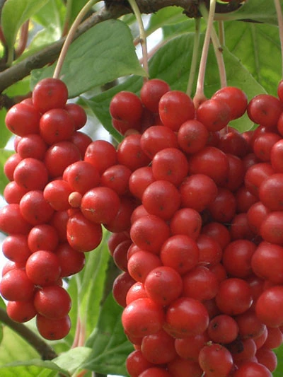 Chinesische Vitalbeere ® Wu Wei Zi 4 Chinesische Vitalbeere ® Wu Wei Zi – Bild 2