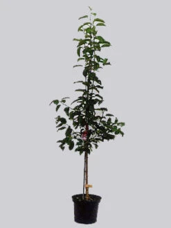 Zwetschenähnliche-Mirabelle Aprimira 5 Zwetschenähnliche-Mirabelle Aprimira -Giardino 24 z obstbaum apfel 1 78626 1 1280x1280