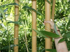 Phyllostachys Vivax Aureocaulis, Zauber-Bambus -Giardino 24 zauber bambus trieb55599bdf6250d 1280x1280