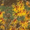 Hamamelis Intermedia 'Orange Beauty', Zaubernuss -Giardino 24 zaubernuss orange beauty 1280x1280