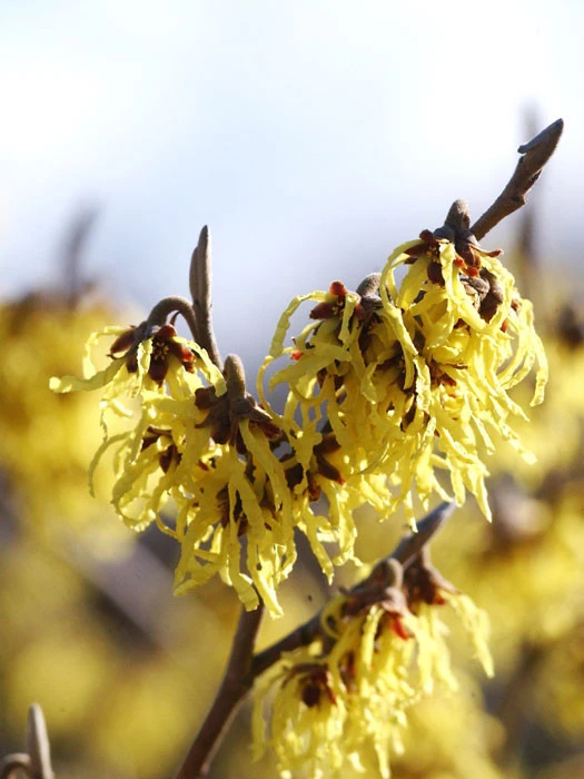 Hamamelis Intermedia 'Arnold Promise', Zaubernuss 3 Hamamelis Intermedia 'Arnold Promise', Zaubernuss