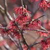 Hamamelis Intermedia 'Ruby Glow', Zaubernuss -Giardino 24 zaubernuss ruby glow 1280x1280