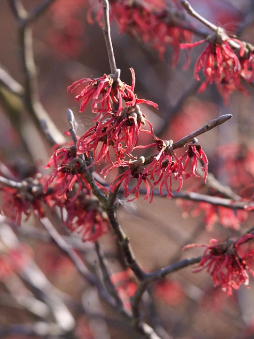 Hamamelis Intermedia 'Ruby Glow', Zaubernuss 3 Hamamelis Intermedia 'Ruby Glow', Zaubernuss
