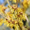 Hamamelis Mollis, Chinesiche Zaubernuss -Giardino 24 zaubernuss 1280x1280