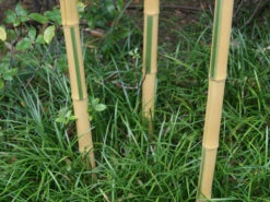 Phyllostachys Aureosulcata 'Spectabilis', Zickzack-Bambus -Giardino 24 zickzack bambus triebe55599efa251bd 1280x1280