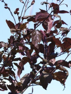 Malus 'Nicoline', Rotblättriger Zierapfel 7 Malus 'Nicoline', Rotblättriger Zierapfel -Giardino 24 zierapfel nicoline blatt 1280x1280