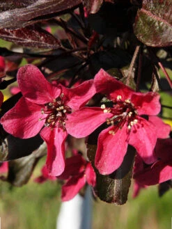 Malus 'Nicoline', Rotblättriger Zierapfel