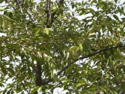 Prunus Subhirtella 'Accolade', Frühe Zierkirsche - Hochstamm 9 Prunus Subhirtella 'Accolade', Frühe Zierkirsche - Hochstamm -Giardino 24 zierkirsche accolade blatt55599f4ab2f30 1280x1280