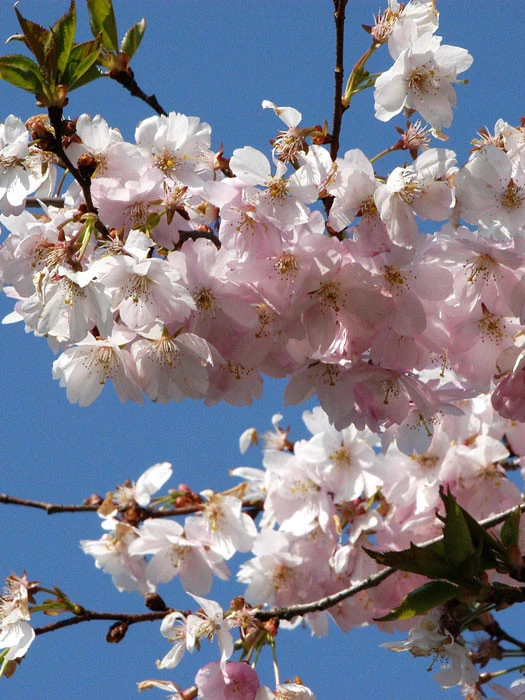 Prunus Subhirtella 'Accolade', Frühe Zierkirsche - Hochstamm 3 Prunus Subhirtella 'Accolade', Frühe Zierkirsche - Hochstamm