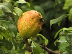 Chaenomeles Superba 'Crimson And Gold', Zierquitte