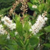 Clethra Alnifolia, Zimterle, Scheineller 1 Clethra Alnifolia, Zimterle, Scheineller -Giardino 24 zimterle bluete 1280x1280