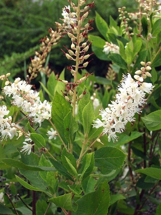 Clethra Alnifolia, Zimterle, Scheineller 3 Clethra Alnifolia, Zimterle, Scheineller