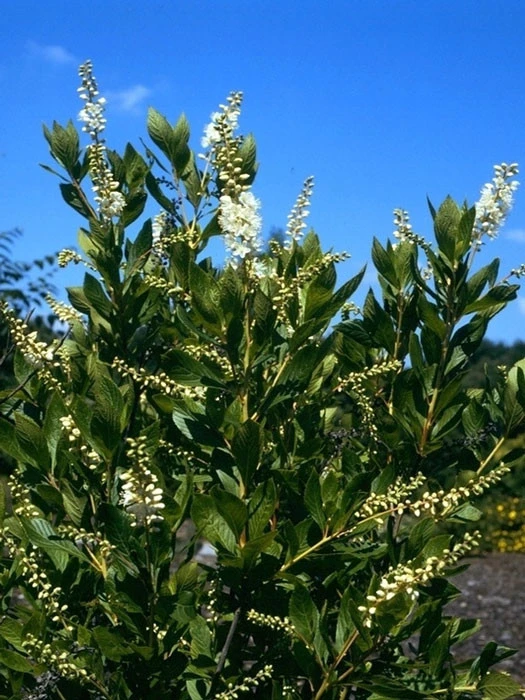 Clethra Alnifolia, Zimterle, Scheineller 4 Clethra Alnifolia, Zimterle, Scheineller – Bild 2