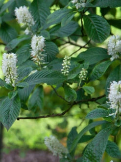 Clethra Alnifolia, Zimterle, Scheineller 8 Clethra Alnifolia, Zimterle, Scheineller -Giardino 24 zimterle 1280x1280