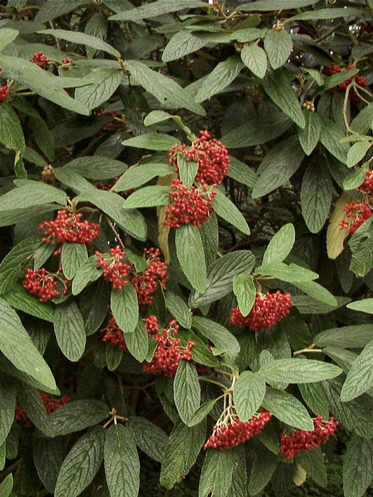 Viburnum Rhytidophyllum, Immergrüner Zungenschneeball 5 Viburnum Rhytidophyllum, Immergrüner Zungenschneeball – Bild 3