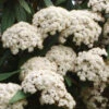 Viburnum Rhytidophyllum, Immergrüner Zungenschneeball 1 Viburnum Rhytidophyllum, Immergrüner Zungenschneeball -Giardino 24 zungenschneeball 1280x1280