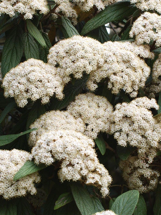 Viburnum Rhytidophyllum, Immergrüner Zungenschneeball 3 Viburnum Rhytidophyllum, Immergrüner Zungenschneeball