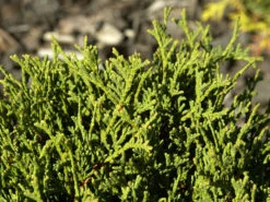 Thuja Occidentalis 'Danica', Zwerg-Kugellebensbaum 5 Thuja Occidentalis 'Danica', Zwerg-Kugellebensbaum -Giardino 24 zwerg kugellebensbaum danica 1280x1280