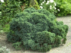 Juniperus Squamata 'Blue Star', Blauer Zwerg-Wacholder -Giardino 24 zwerg wacholder blue star 1280x1280