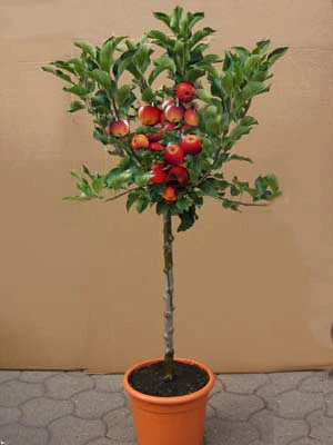 Zwergapfel 'Croquella' ®, Malus 'Croquella' 3 Zwergapfel 'Croquella' ®, Malus 'Croquella'