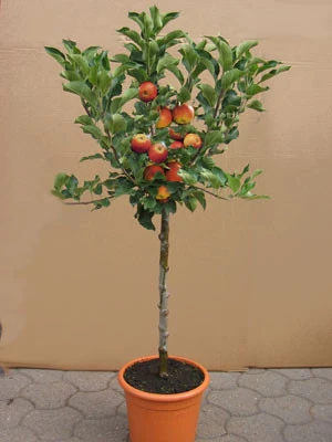 Zwergapfel GALINA, Malus Sylvestris 'Galina' 3 Zwergapfel GALINA, Malus Sylvestris 'Galina'